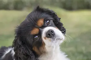 Charles: King Charles Spaniel - Norfolk UK