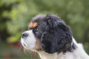 Charles: King Charles Spaniel - Norfolk UK