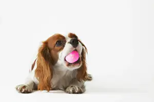 Snout: King Charles Spaniel with pink ball in its snout