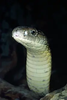Hannah: King Cobra