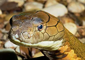 Deadly: King Cobra