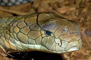 Deadly: King Cobra