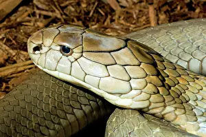 Deadly: King Cobra