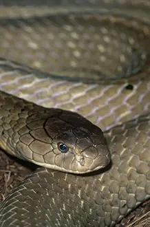 Philadelphia: King Cobra