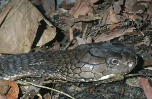 Hannah: King Cobra