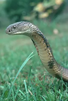 Hannah: King Cobra