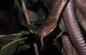 Deadly: King Cobra