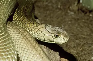 Philadelphia: King Cobra (Ophiophagus hannah)