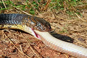 King cobra (Ophiophagus hannah), eating a snake