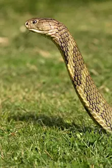 Deadly: King Cobra, Ophiophagus hannah, with head