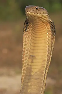 Sdthailand: King Cobra (Ophiophagus hannah), Krabi Province