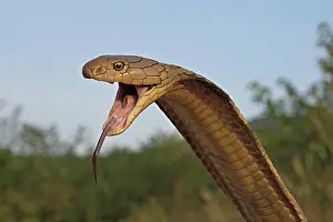 Sdthailand: King Cobra (Ophiophagus hannah), Krabi Province