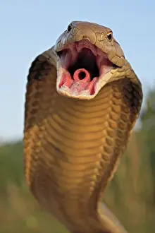 Sdthailand: King Cobra (Ophiophagus hannah), Krabi Province