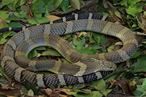 Hannah: King Cobra (Ophiophagus hannah) Northen Thailande