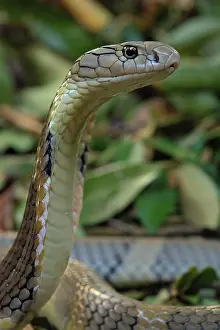 Hannah: King Cobra (Ophiophagus hannah) Northen Thailande