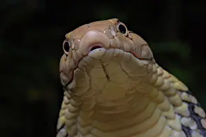 Hannah: King Cobra (Ophiophagus hannah) Northen Thailande