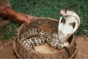 Rearing: KING COBRA - with snake charmer