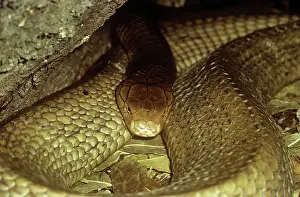 Hannah: King Cobra Snake - restingS- India