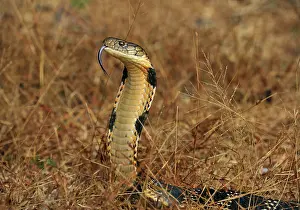 Hannah: King Cobra threatening