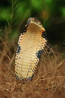 Hannah: King Cobra threatening