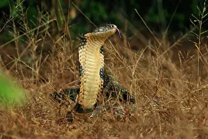 Hannah: King Cobra threatening