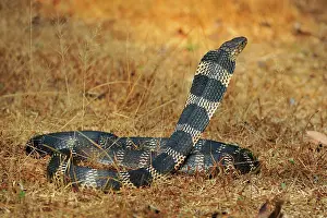 Hannah: King Cobra threatening