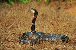 Hannah: King Cobra threatening