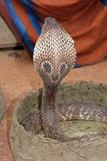 Lanka: King Cobra, tropical Asia from India and Sri Lanka