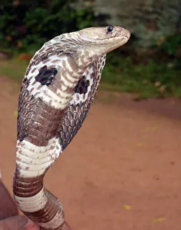 Lanka: King Cobra, tropical Asia from India and Sri Lanka