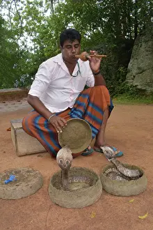 Lanka: King Cobra, tropical Asia from India and Sri Lanka