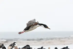 Phalacrocorax: King cormorant (Phalacrocorax atriceps) in flig