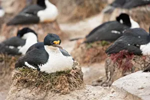 Phalacrocorax: King Cormorant (Phalacrocorax atriceps) on nest