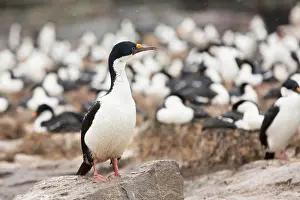 Phalacrocorax: King Cormorant (Phalacrocorax atriceps) on rock