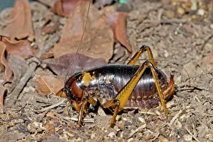 Crickets: King Cricket - female - Nocturnal omnivore living