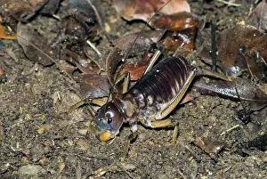 Crickets: King Cricket - male