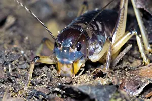 Crickets: King Cricket - male