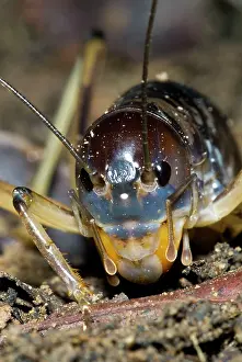 Crickets: King Cricket - male
