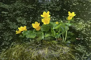 200620: King Cup, common widespread in marshy ground; UK