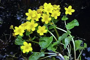 200620: King Cup, common widespread in marshy ground; UK