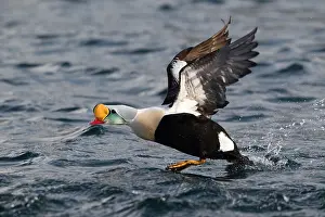 Spectabilis: King Eider