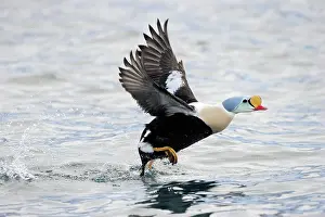 Start: King Eider
