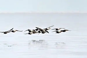 Seaduck: King Eider
