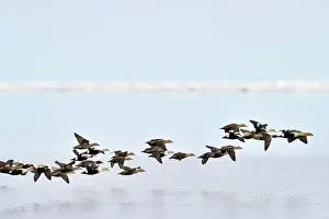 Seaduck: King Eider