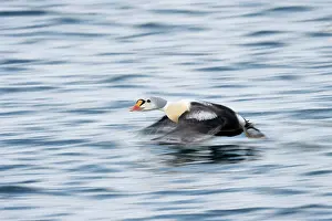 Slow: King Eider