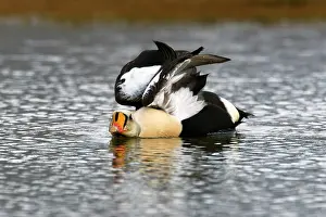 Spectabilis: King Eider