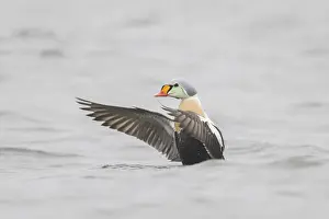 Somateria: King Eider - adult drake flapping its wings - Germany