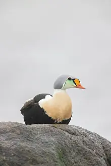 Somateria: King Eider - adult drake resting on a stone - Germany