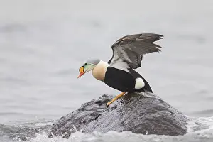 Somateria: King Eider - adult drake resting on a stone - Germany