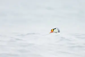 Somateria: King Eider - adult drake swimming - Germany