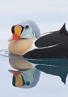 Nuptial: King Eider adult male, breeding plumage, swimming